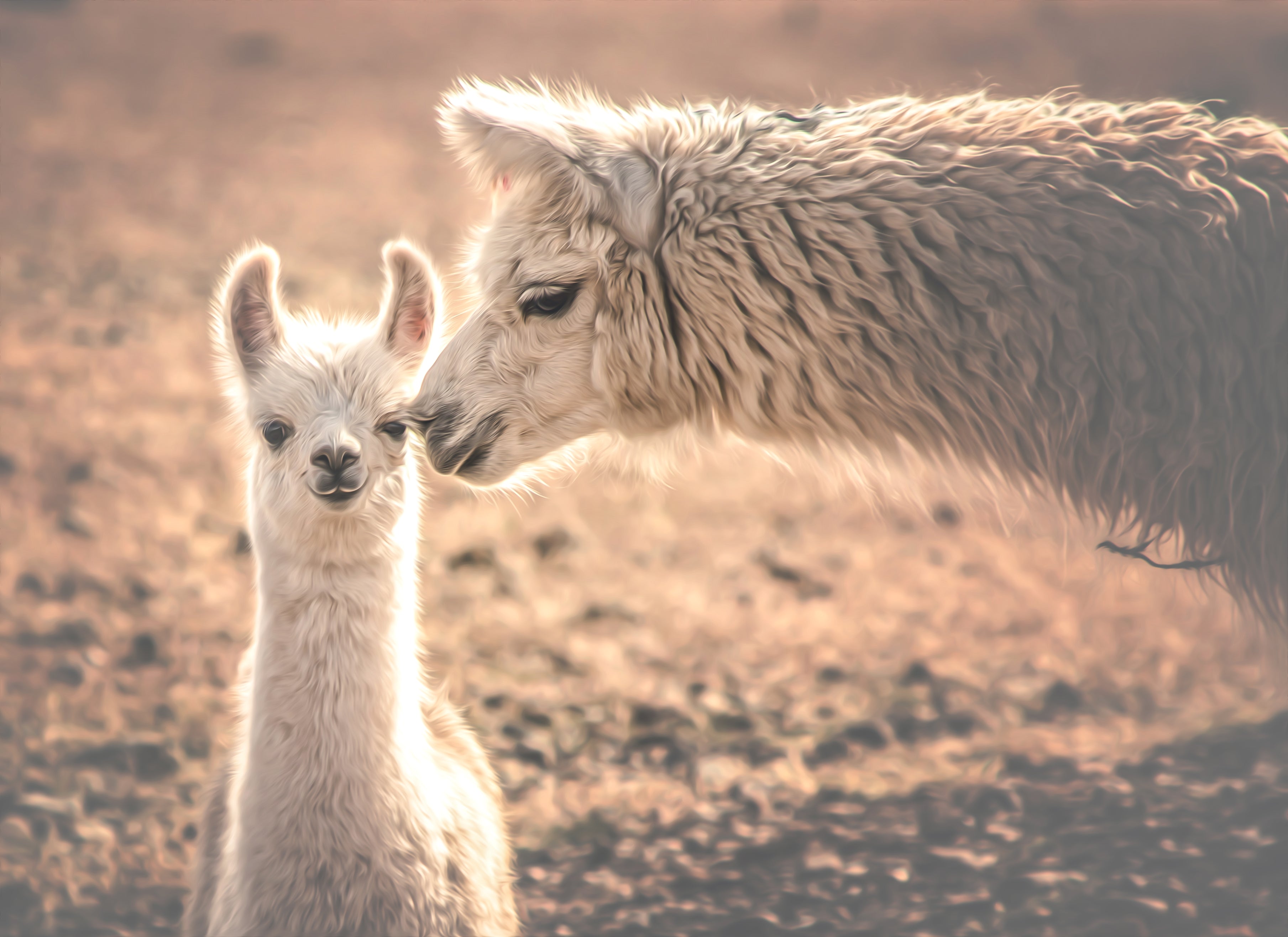 Alpaca or cashmere - These advantages have alpaca wool - By Native